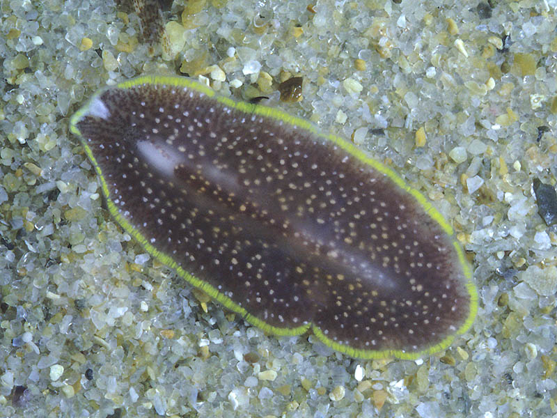 Cool Flatworms