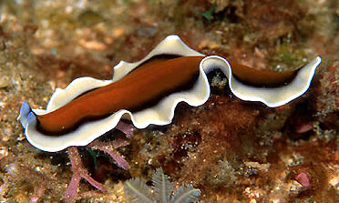 Wallpaper Flatworms