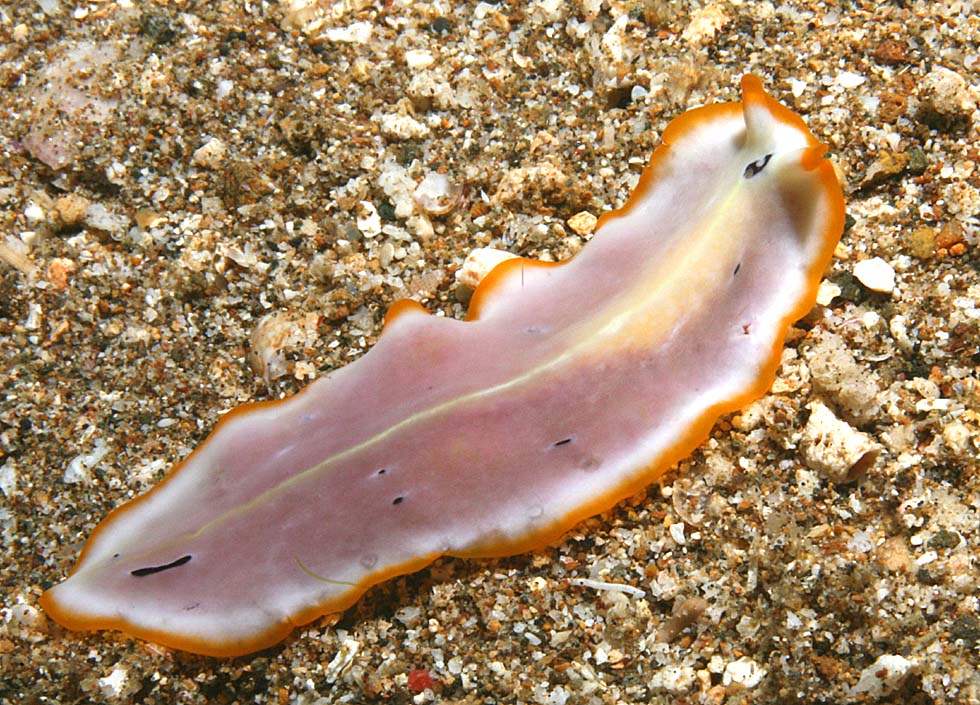 Photo Flatworms