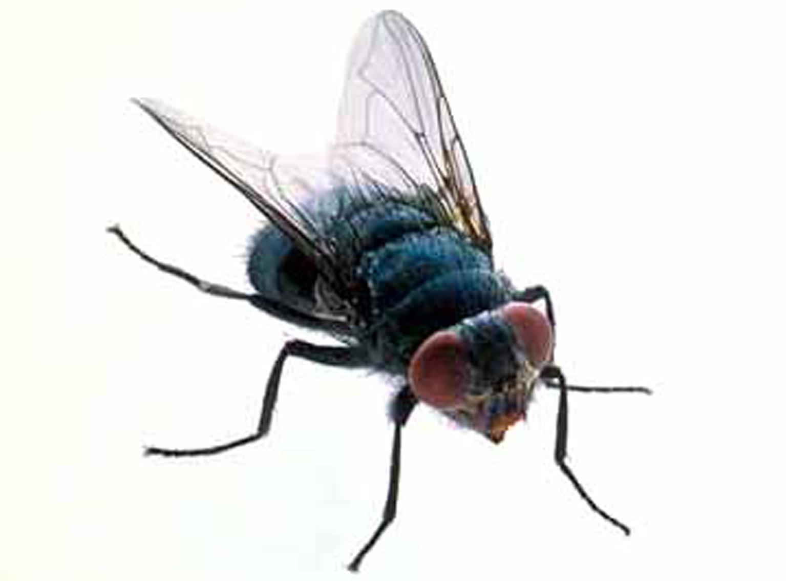 Cute Fly