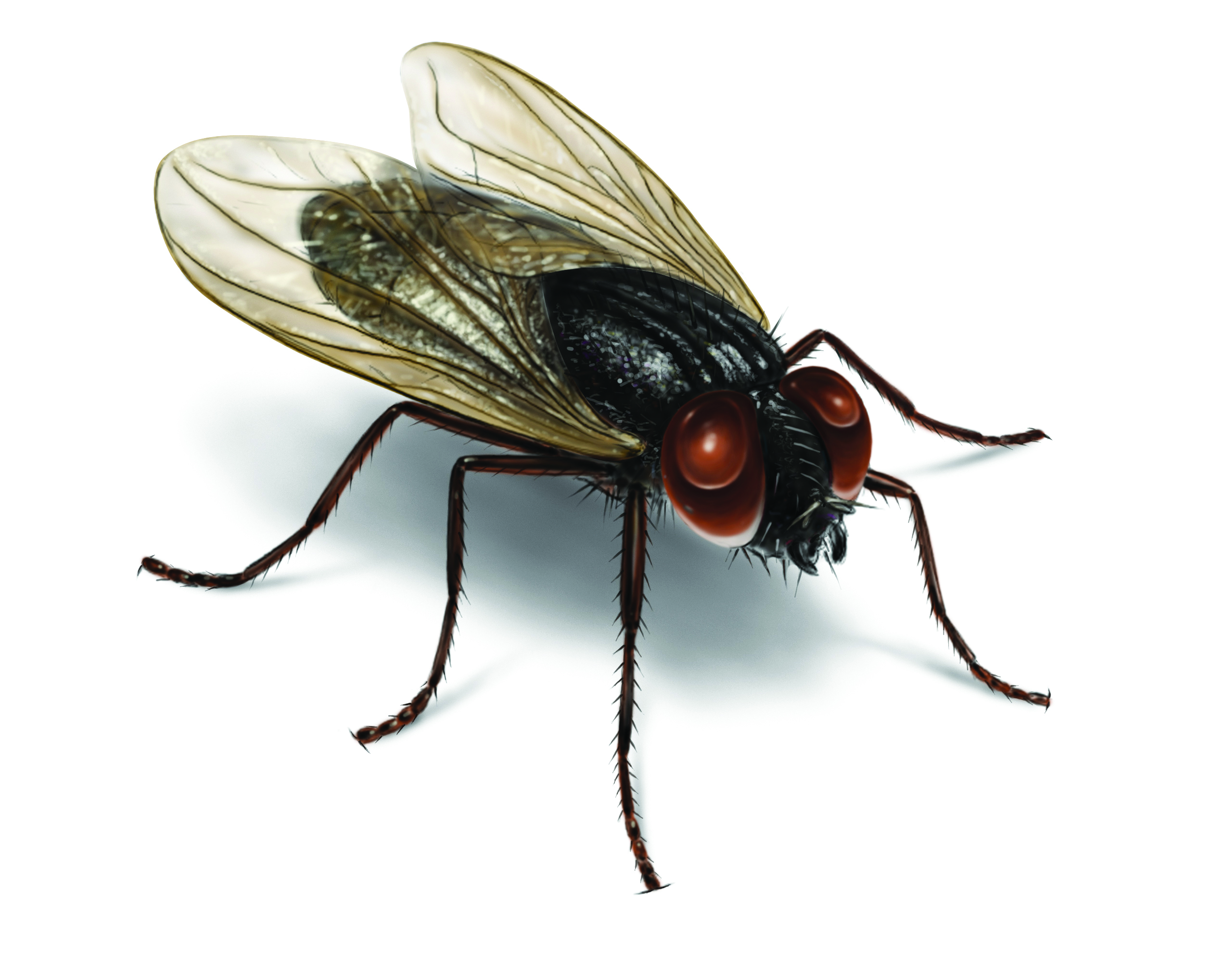 Fly wallpaper