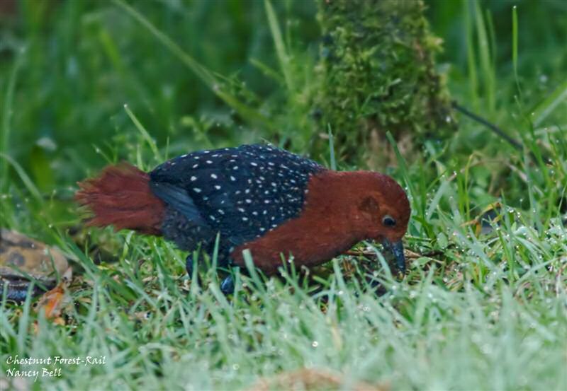 Forbes’s forest-rail