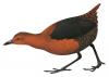 Pretty Forbes’s forest-rail