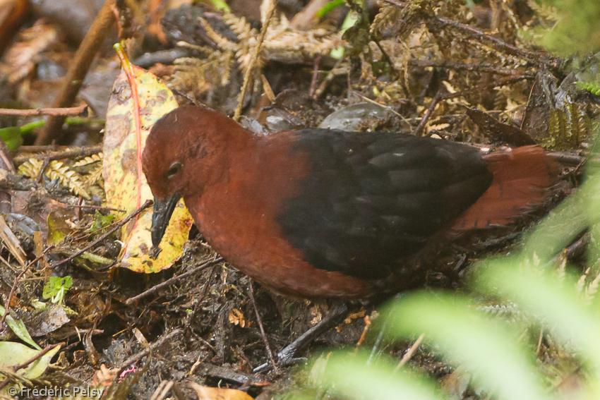 Pretty Forbes’s forest-rail
