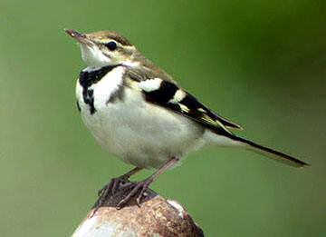 Forest wagtail