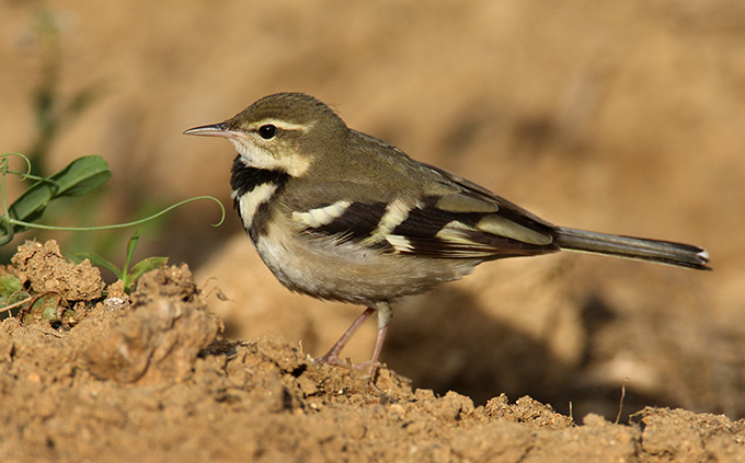 Pretty Forest wagtail