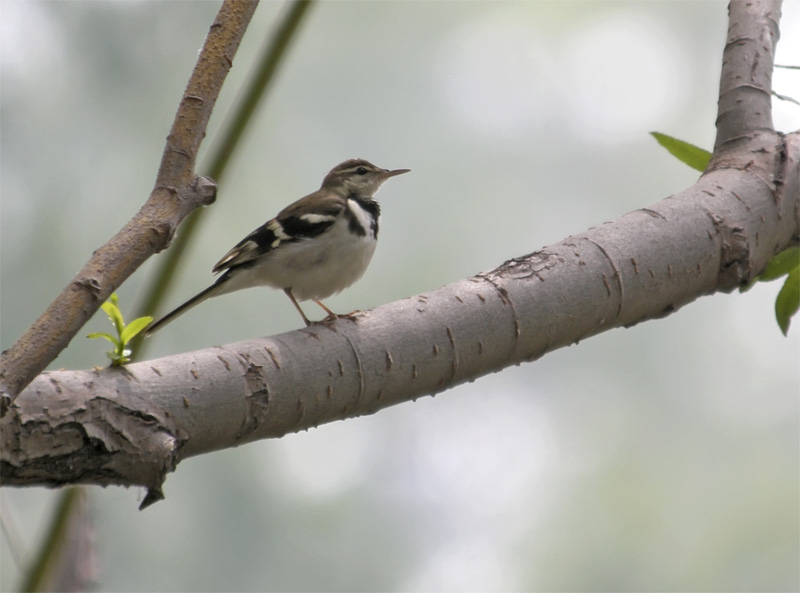 Pretty Forest wagtail