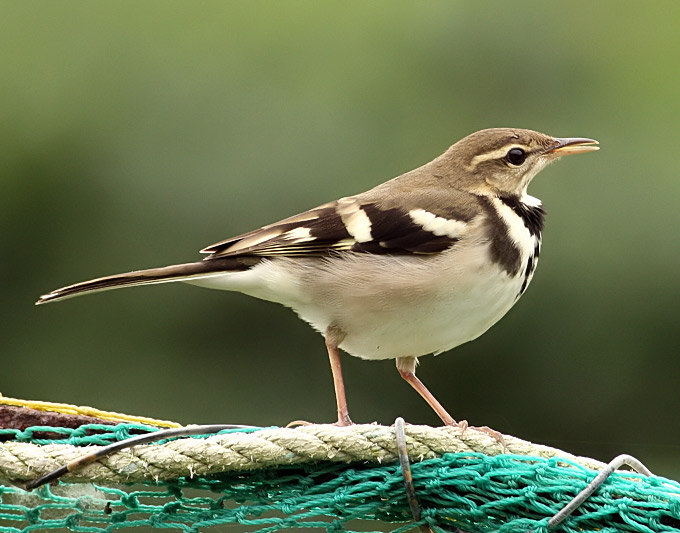 Pretty Forest wagtail