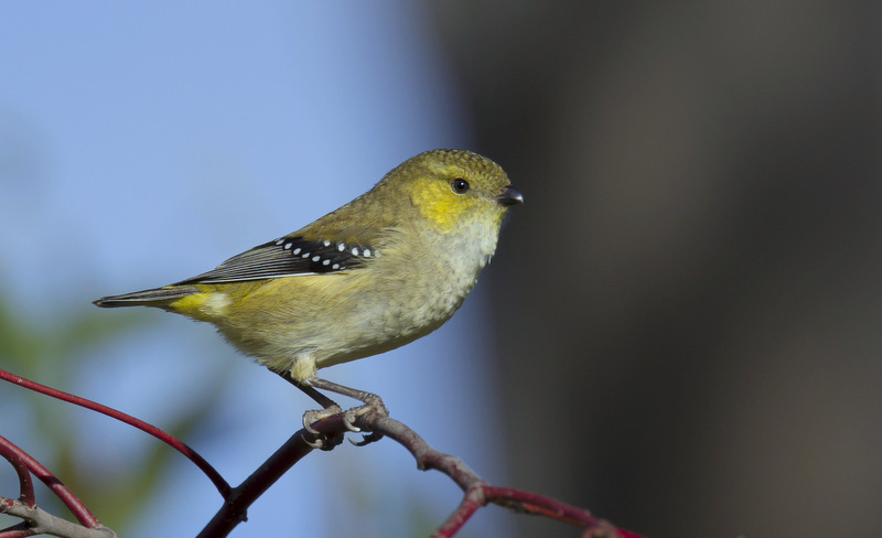 Forty-spotted pardalote