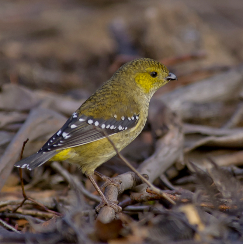 Pretty Forty-spotted pardalote