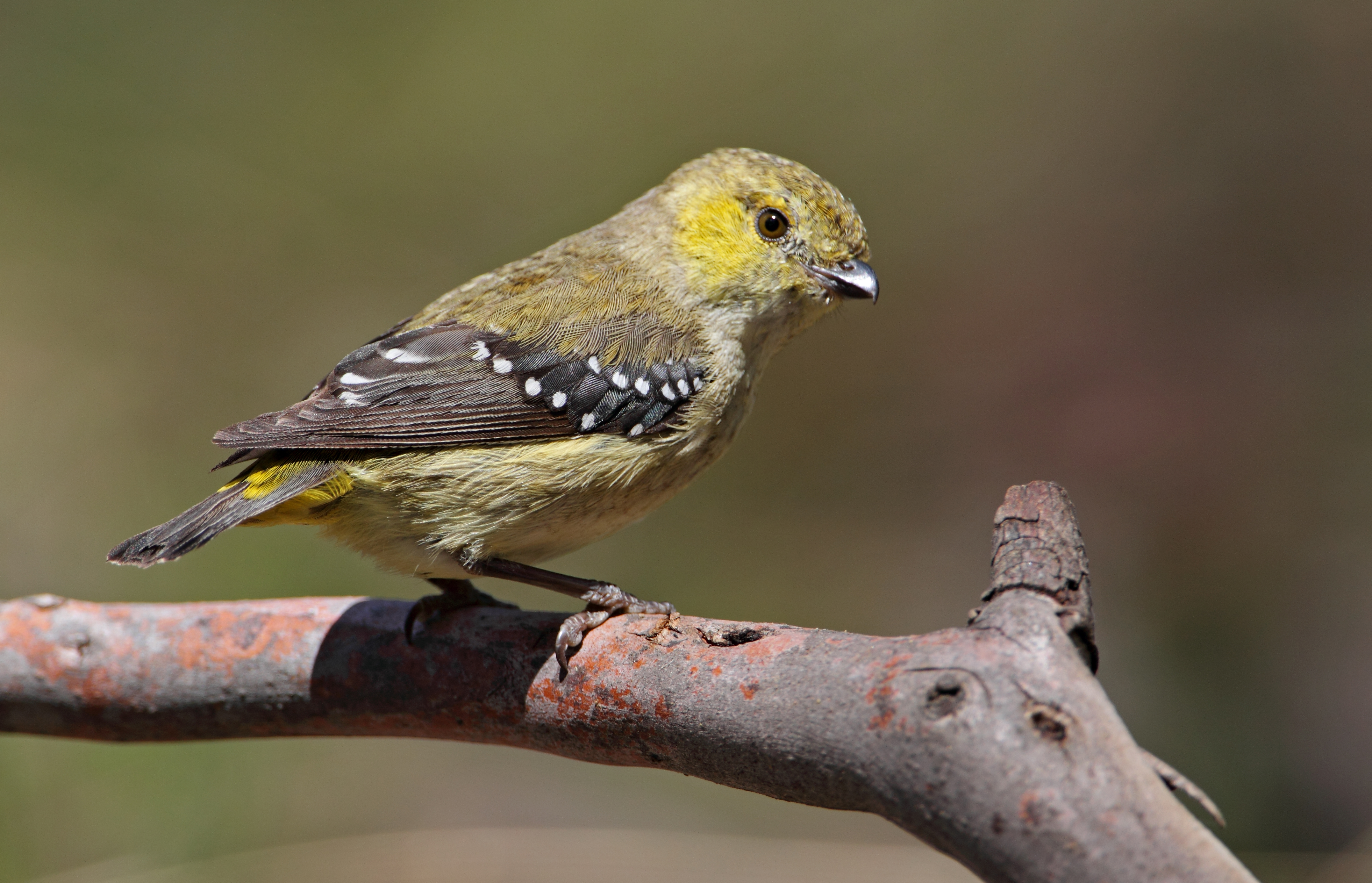 Pretty Forty-spotted pardalote