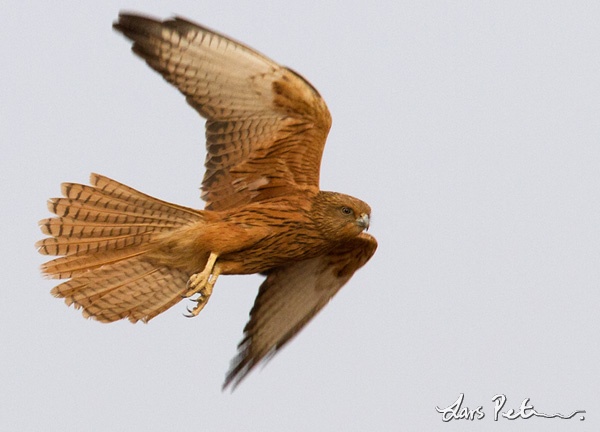 Fox kestrel