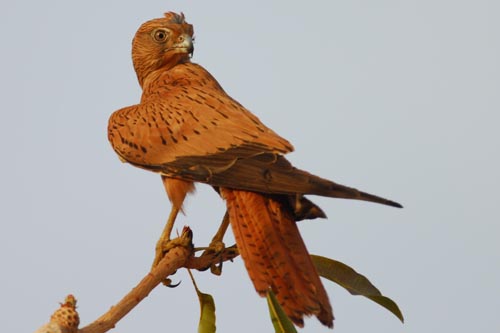 Pretty Fox kestrel