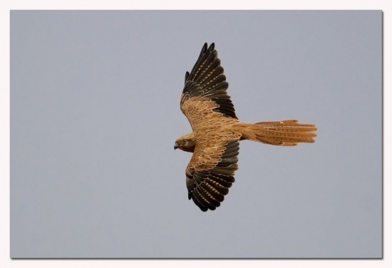 Pretty Fox kestrel