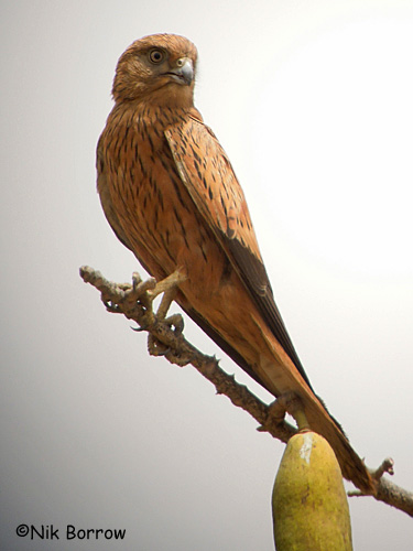 Pretty Fox kestrel