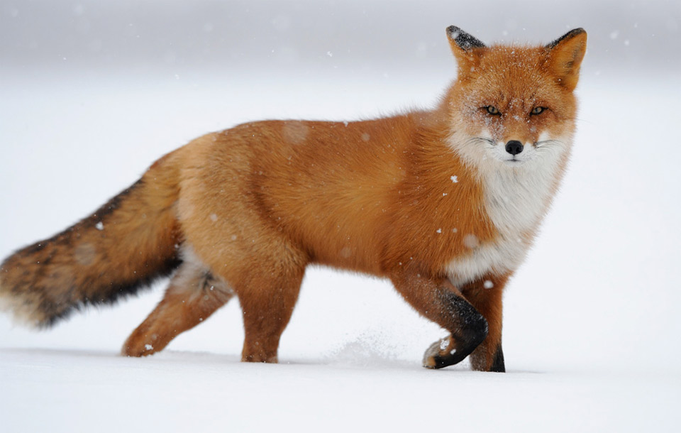 Cool Fox