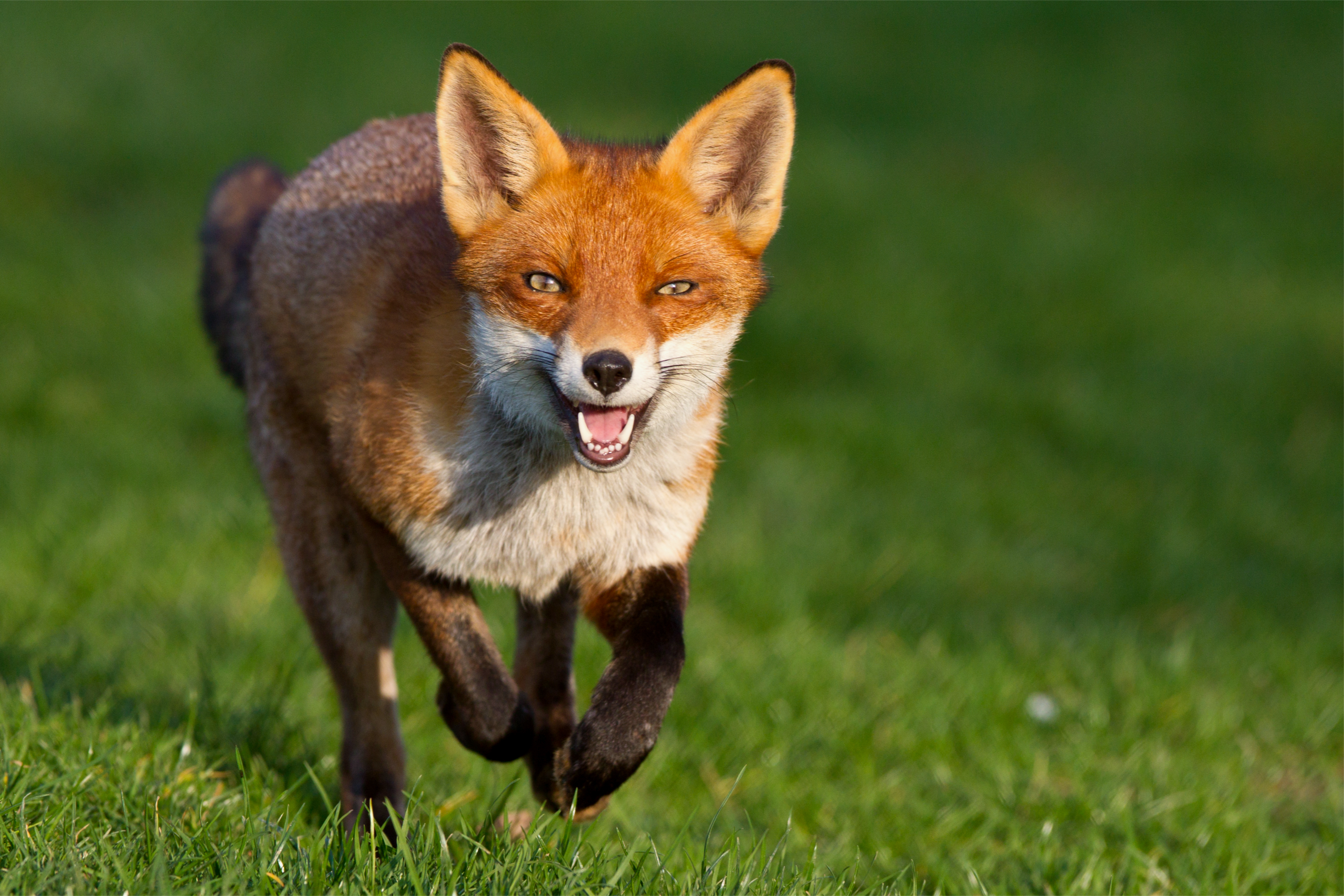 Pretty Fox