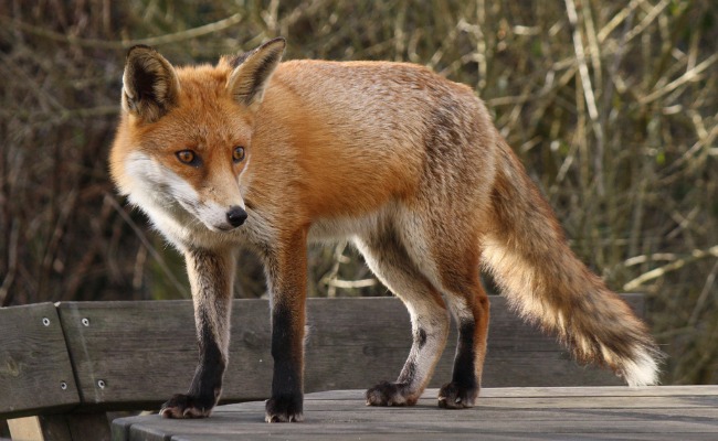 Cute Fox