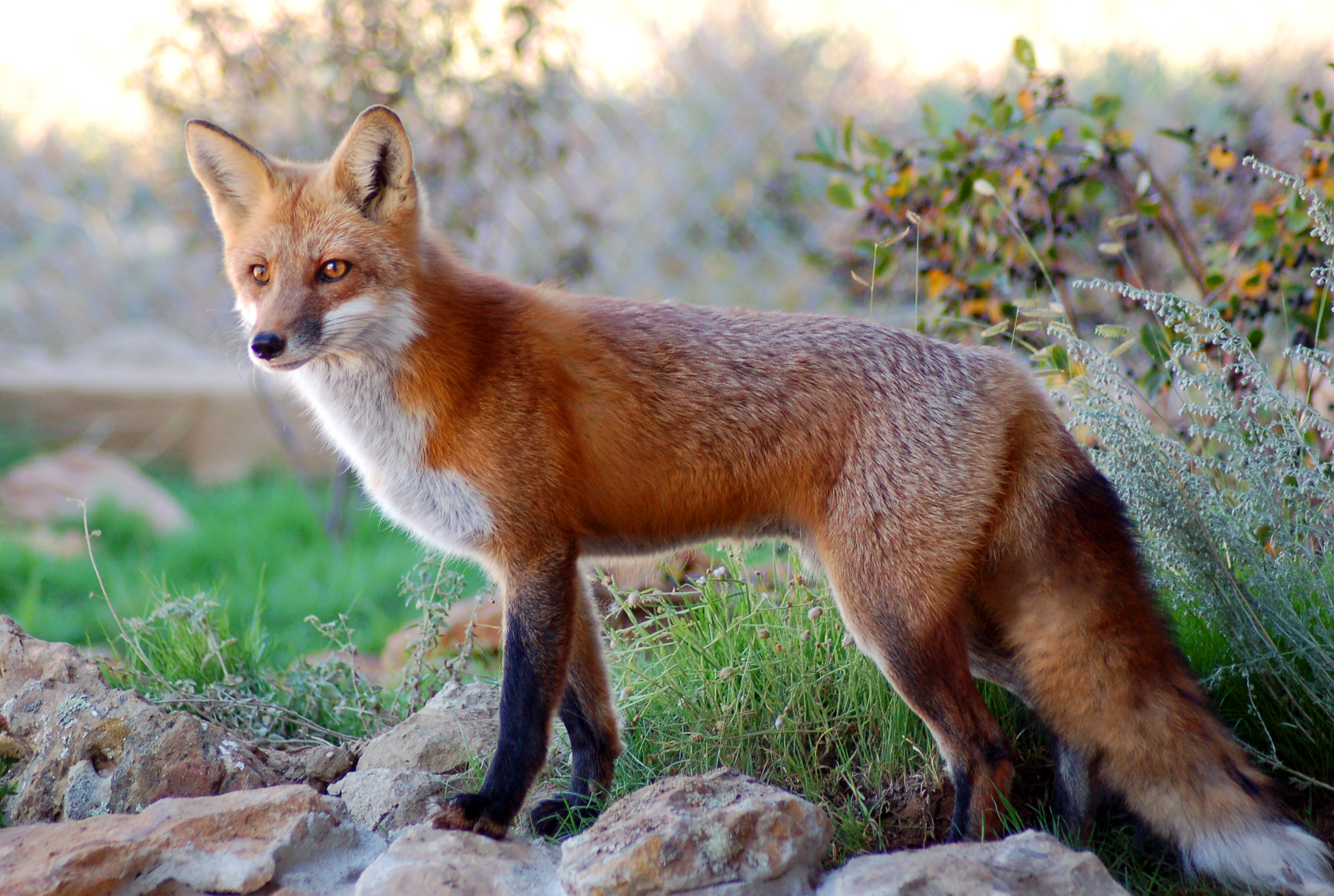Fox photo 