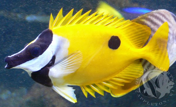 Pretty Foxface rabbitfish