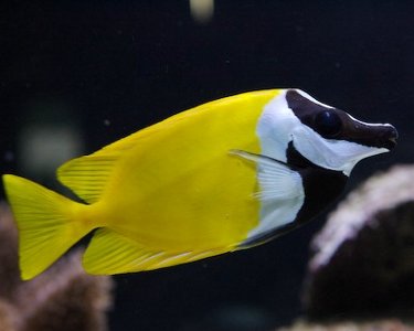 Pretty Foxface rabbitfish