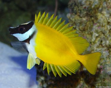 Pretty Foxface rabbitfish