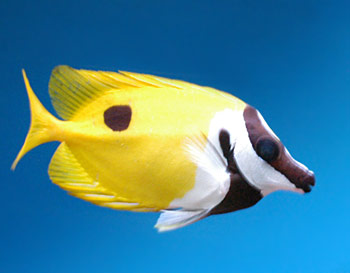 Pretty Foxface rabbitfish