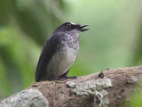 Fraser’s forest-flycatcher