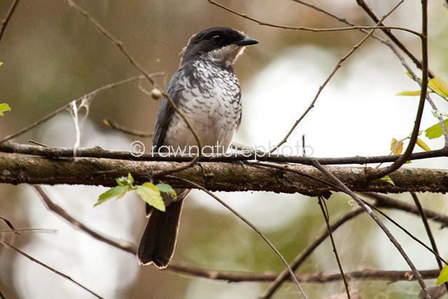 Pretty Fraser’s forest-flycatcher