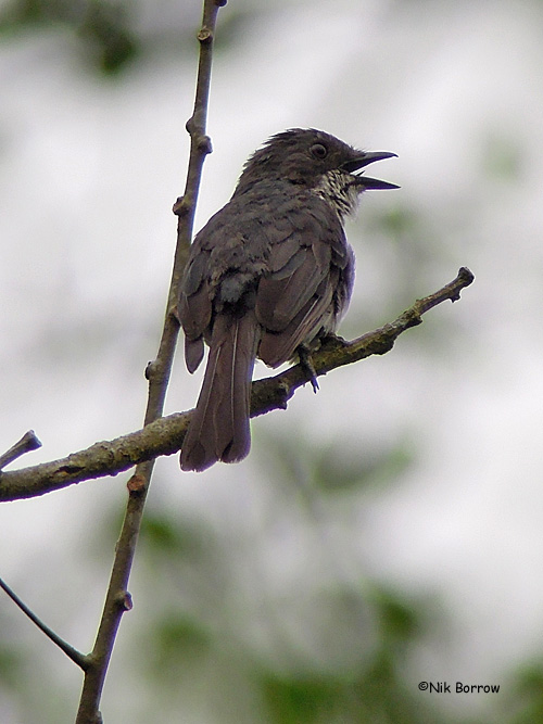 Pretty Fraser’s forest-flycatcher