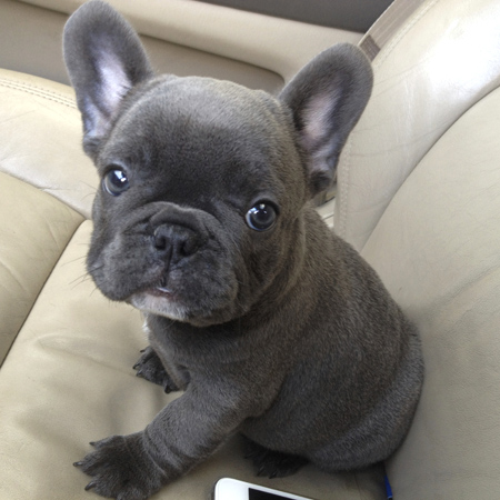 Pretty French Bulldog - Dog Breed