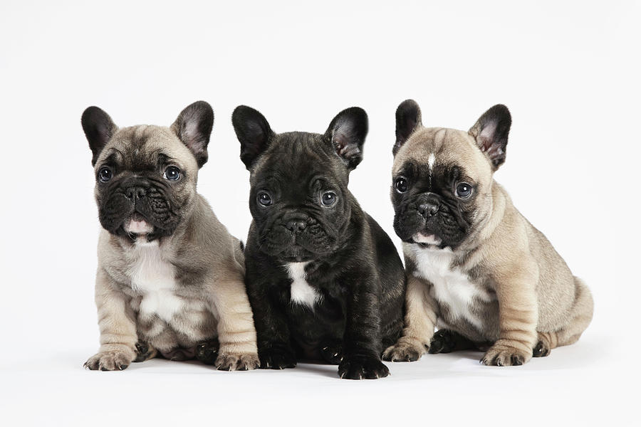 Wallpaper French Bulldog - Dog Breed