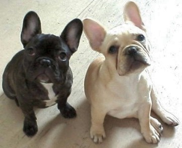 Photo French Bulldog - Dog Breed