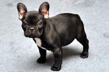 French Bulldog - Dog Breed photo 