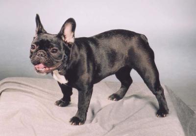 French Bulldog - Dog Breed wallpaper