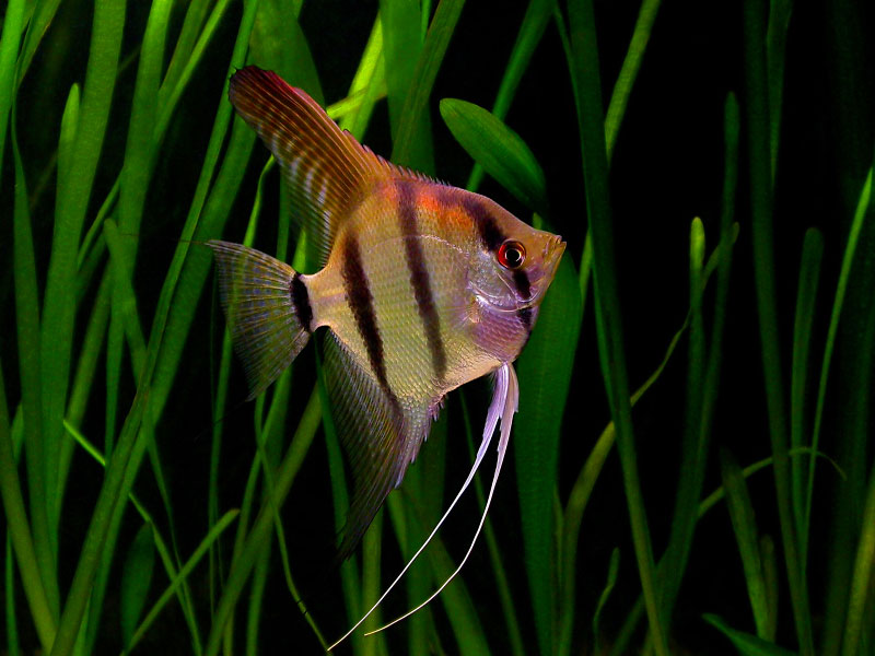 Freshwater angelfish