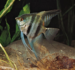 Pretty Freshwater angelfish