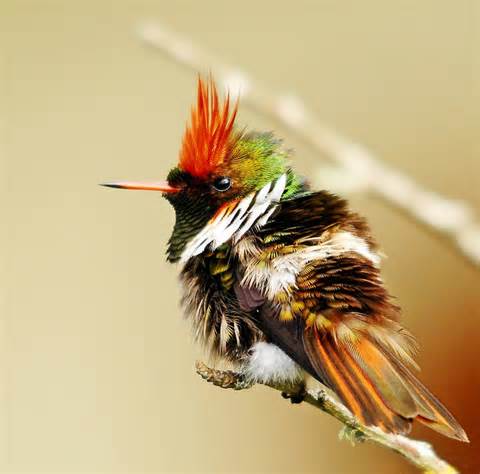 Pretty Frilled coquette
