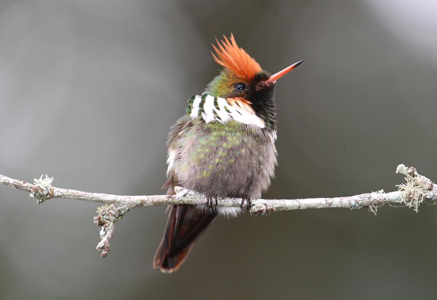 Pretty Frilled coquette