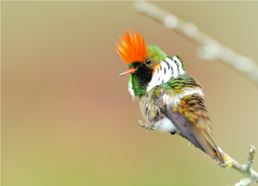 Pretty Frilled coquette