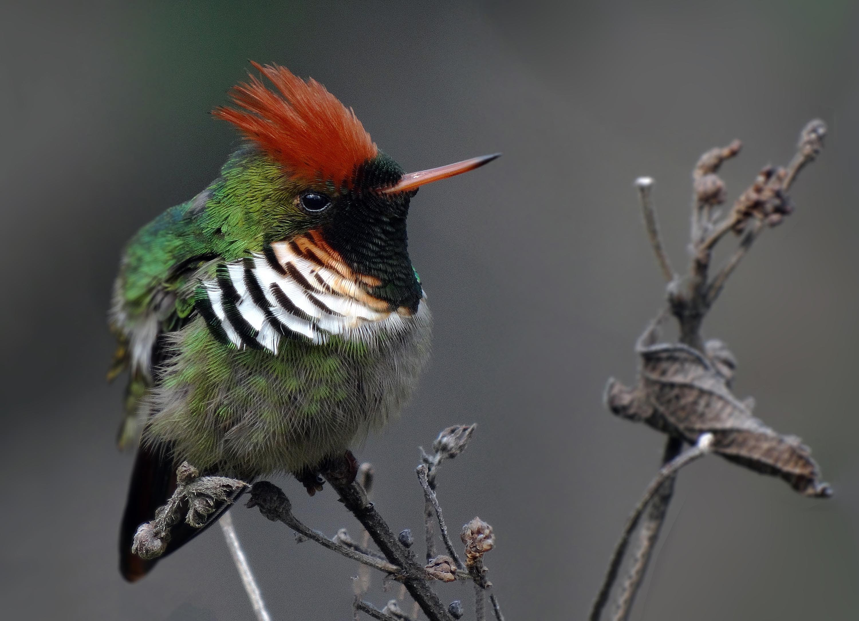 Pretty Frilled coquette