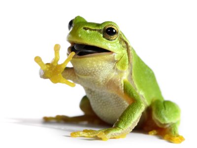 Nice Frogs and Toads