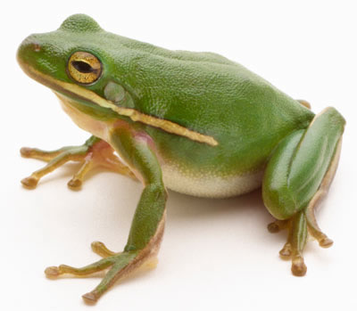 Cool Frogs and Toads