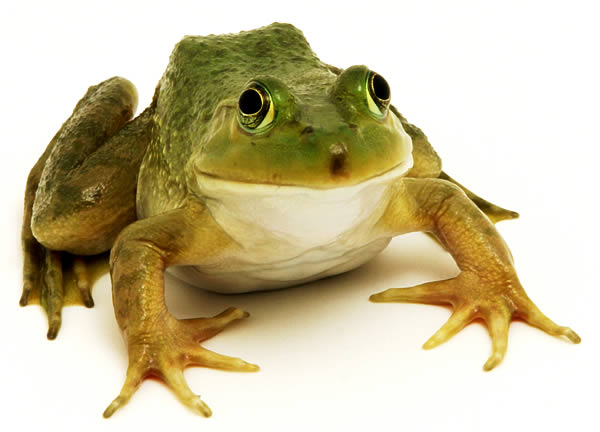 Pretty Frogs and Toads
