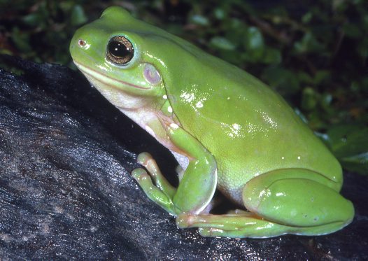 Cute Frogs and Toads