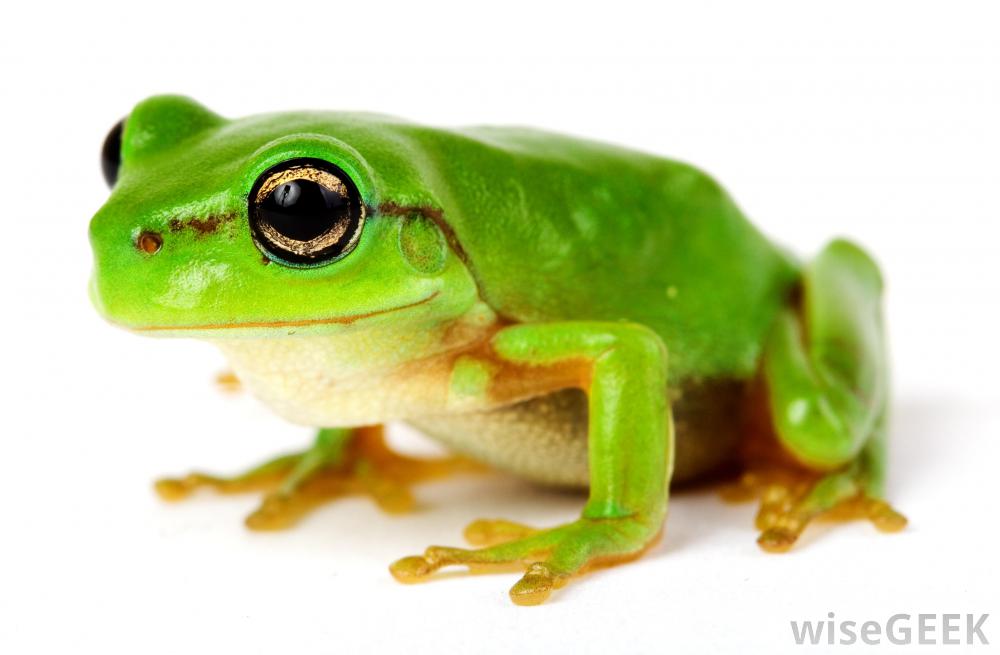 Wallpaper Frogs and Toads