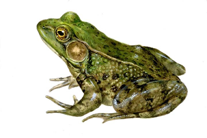 Photo Frogs and Toads