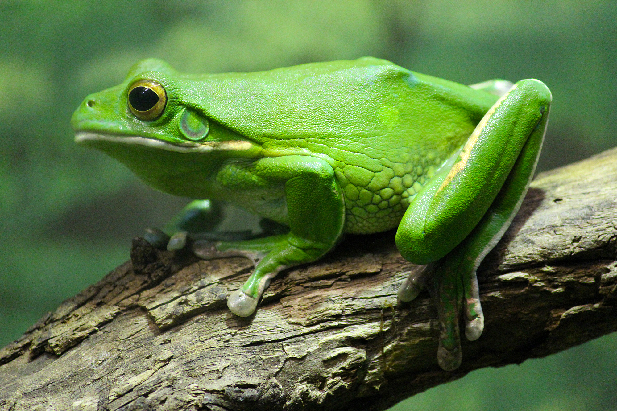 Frogs and Toads photo 