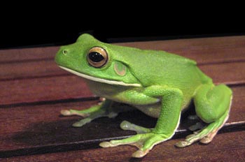 Frogs and Toads wallpaper