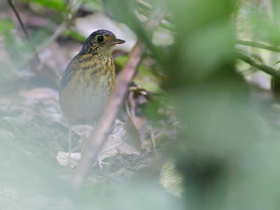 Fulvous-bellied ant-pitta